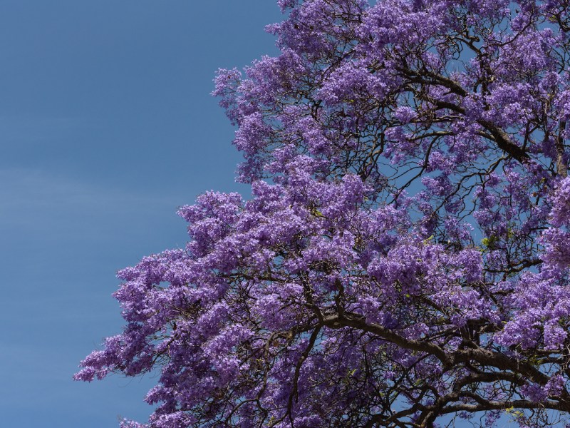 Jacarandás pintam Lisboa de azul lilás: de onde vieram estas árvores que inundam a cidade