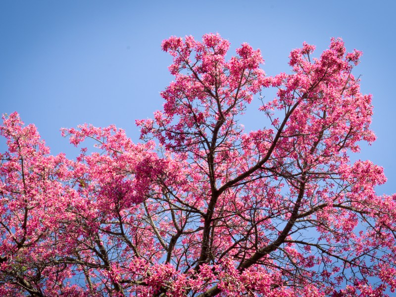 Paineira árvore rosa Lisboa